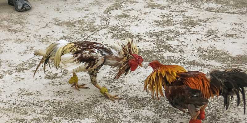 Ưu nhược điểm các giống gà chọi tại Việt Nam
