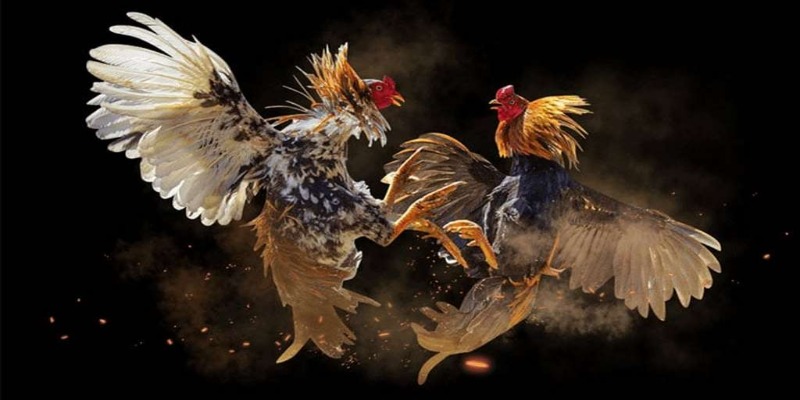 Lưu ý cách chọn giống gà chọi